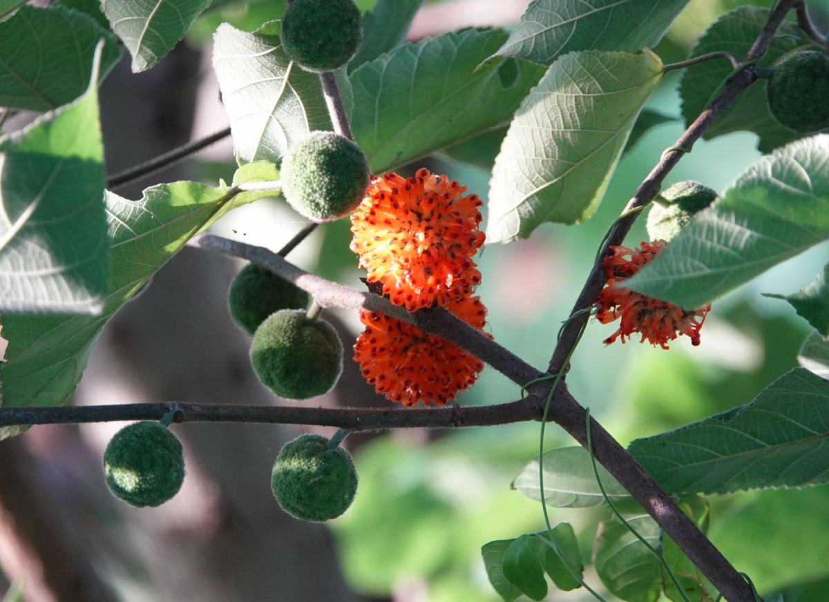 河堤邊坡自然生長的構樹結滿艷紅果實吸引鳥類覓食。高維奇／攝