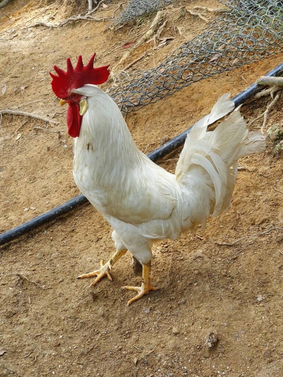 這隻神明雞是在外流浪被袁萬田發現帶回養雞場。圖／袁萬七提供