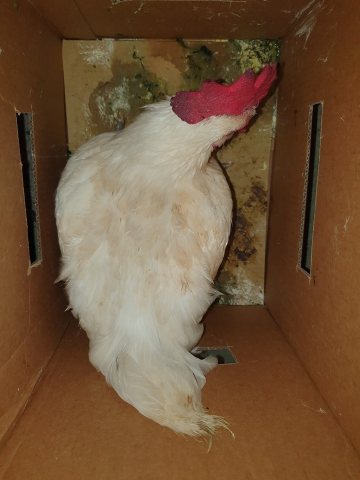 第三隻收容的神明雞，很快就會融入雞群。圖／袁萬七提供