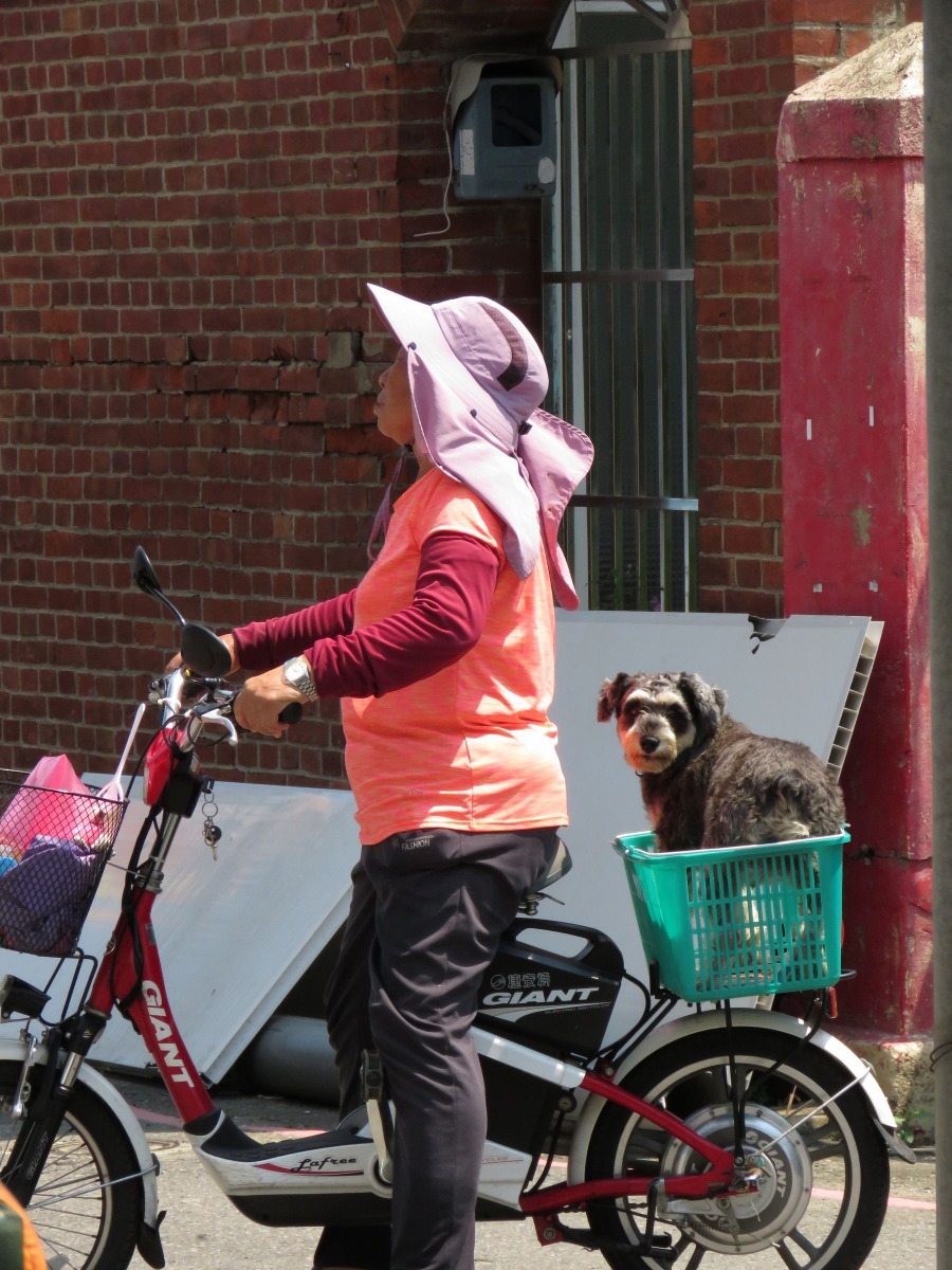 動保處在21個區公所駐點服務施打狂犬病疫苗，民眾可多加利用。高維奇／攝