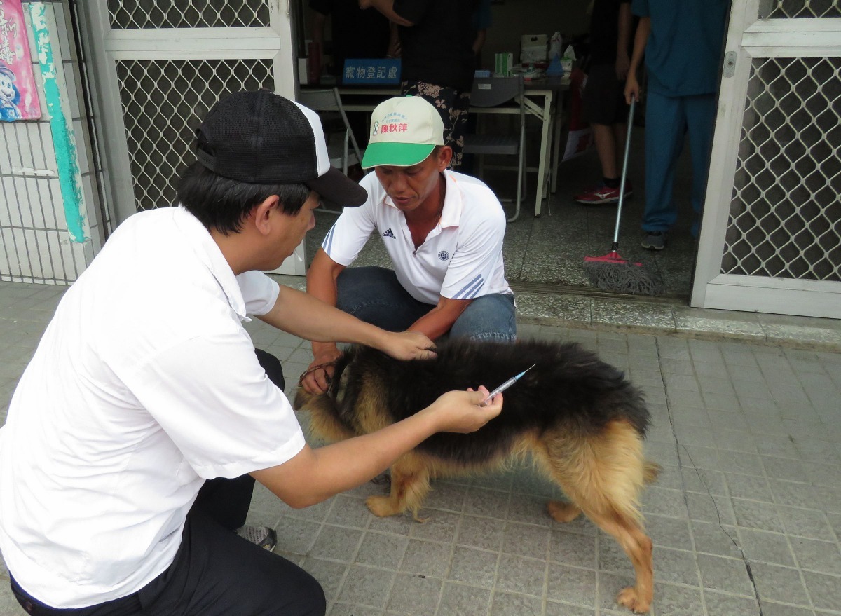獸醫師每次為犬貓打針都得戰戰兢兢，小心從事，以免被反咬。高維奇／攝