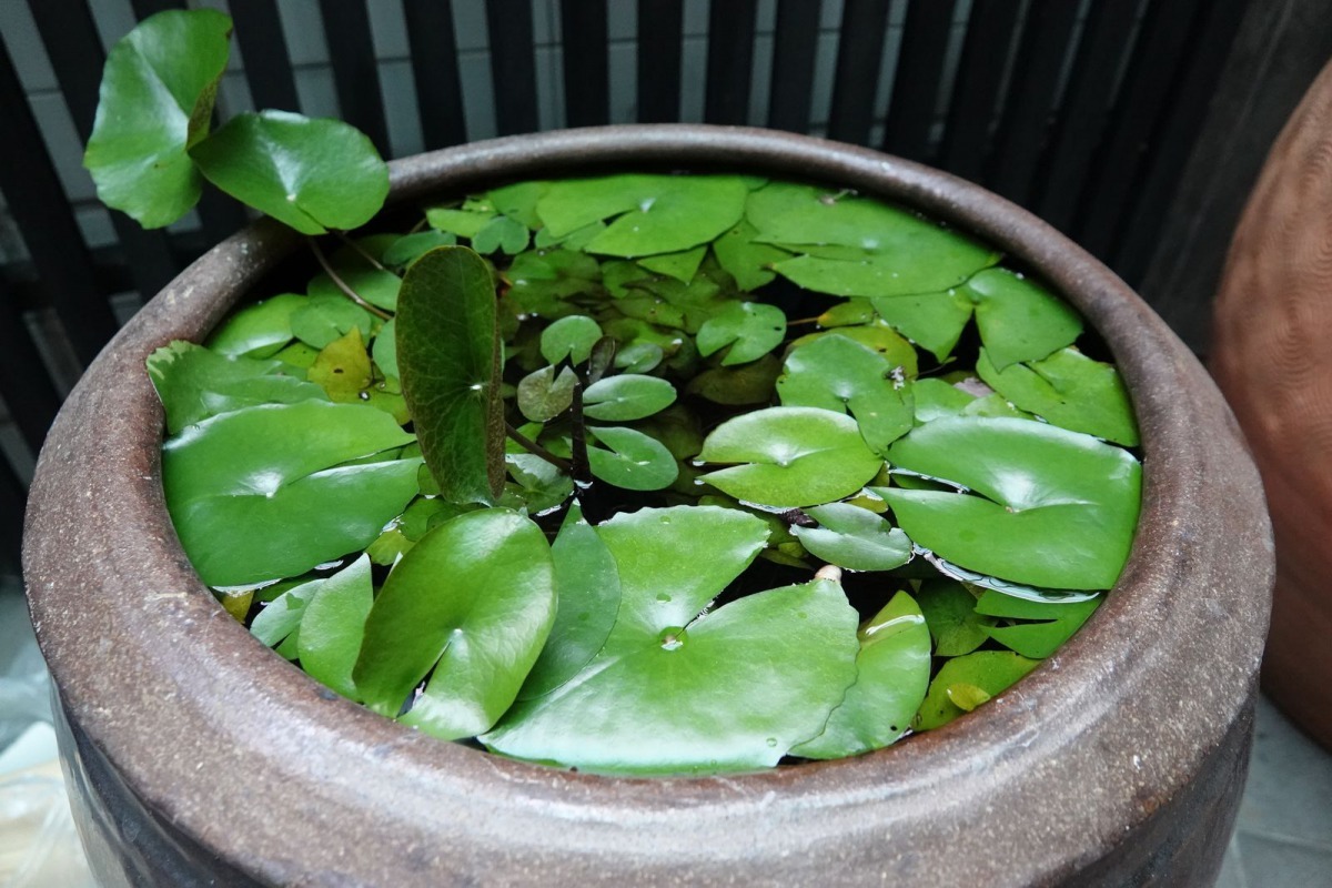 栽培水生植物的容器必須養魚吃病媒蚊幼蟲。高維奇／攝
