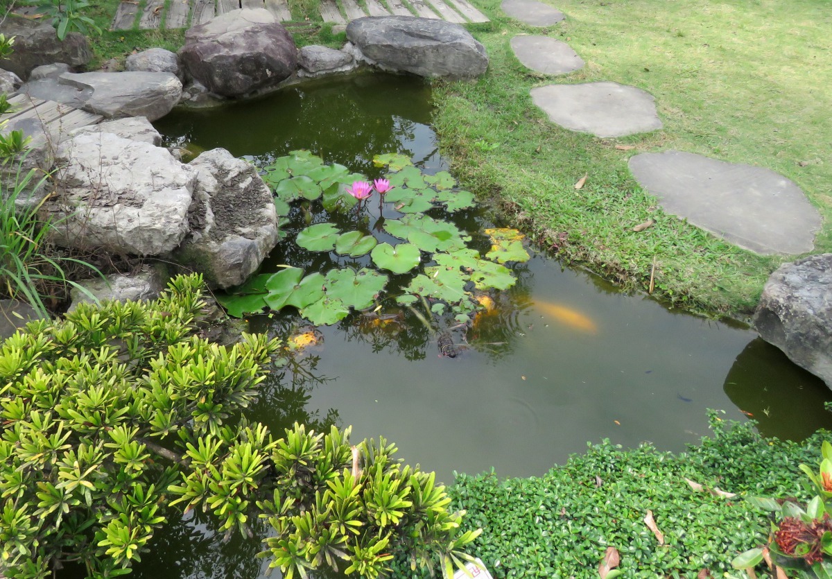 下雨時會有大量的枯枝殘葉等有機質掉落景觀池水中，讓水質加速惡化。高維奇／攝