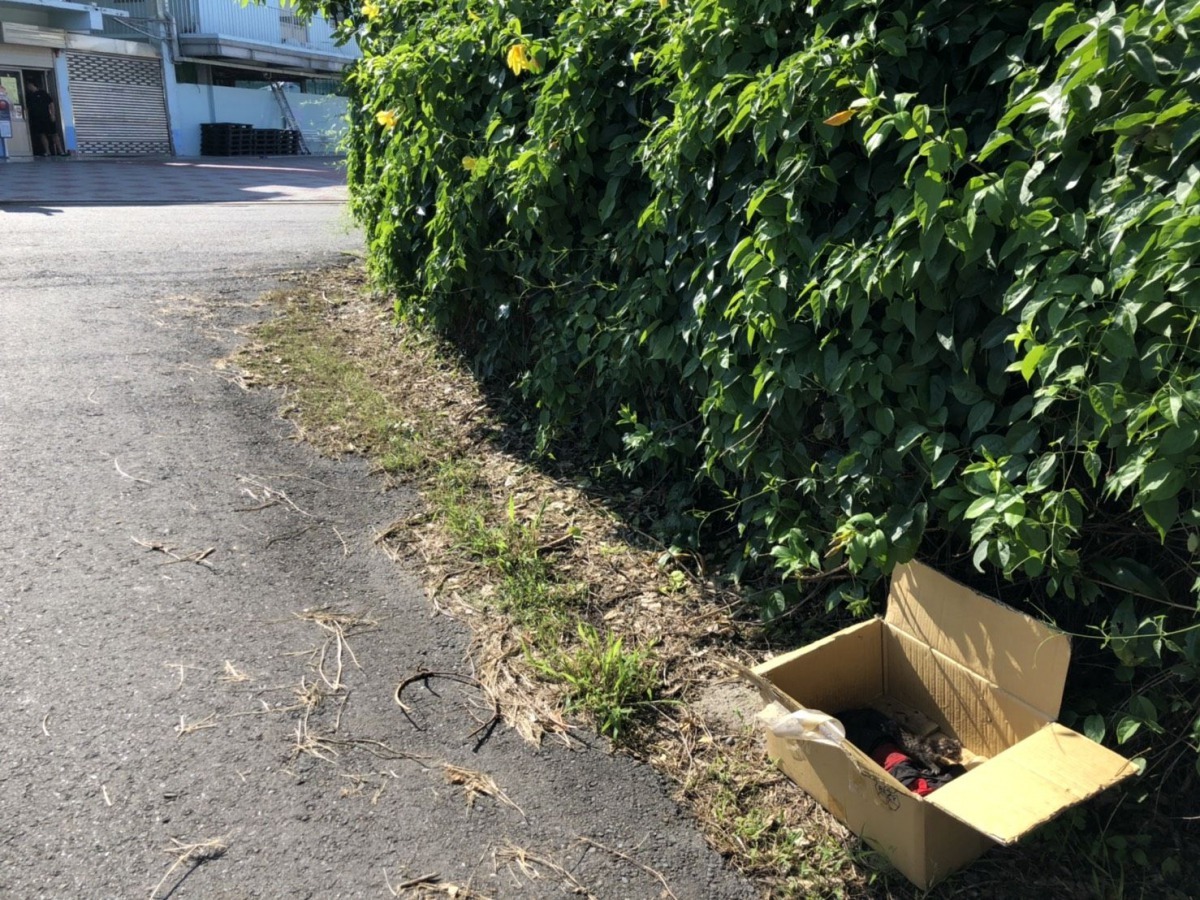 台南市動保處灣裡收容所於下班時間被棄置幼貓，發現時已有一隻死亡。 圖／台南市動保處提供