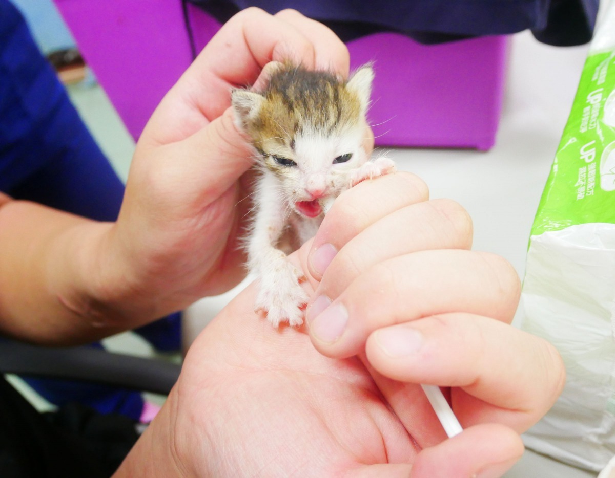 收容所難有多餘人力哺育未離乳的幼貓。高維奇／攝
