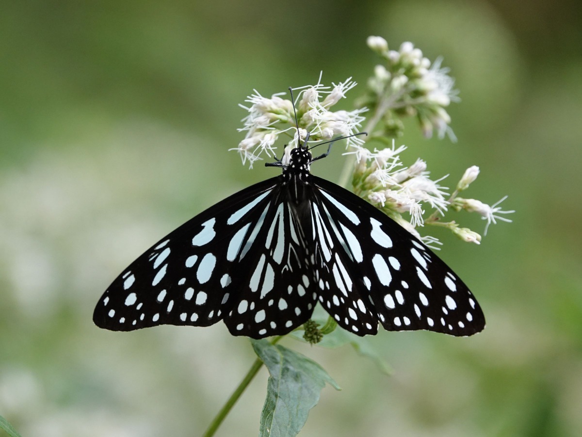 青斑蝶展翅後露出亮麗的斑紋。高維奇／攝