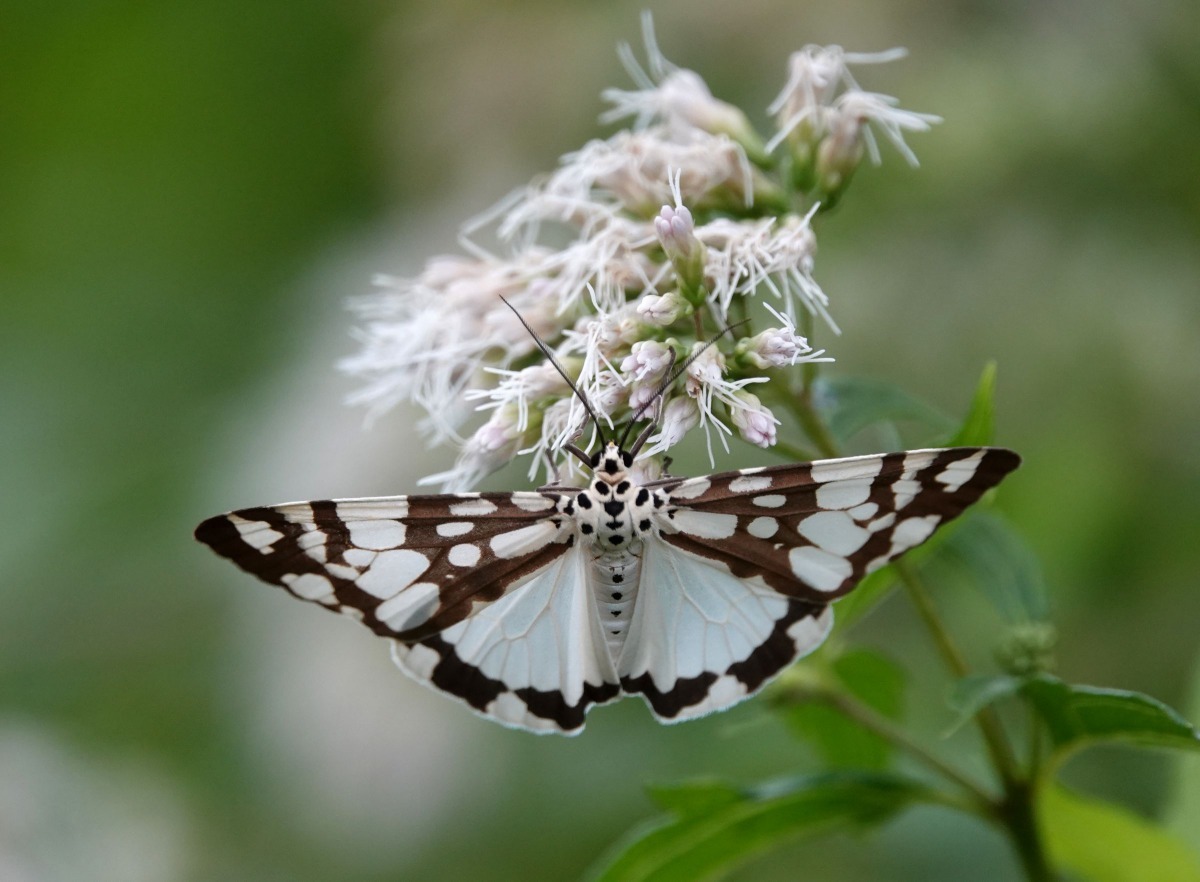 關子嶺地區的蝴蝶物種巳增加至160種。高維奇／攝