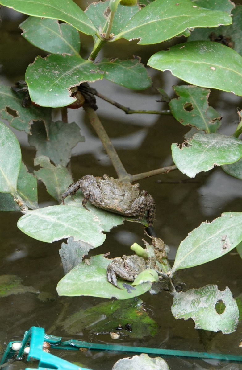 台江學園的中庭水域長出海茄苳，眼尖的民在樹枝發現齒近相手蟹。高維奇／攝