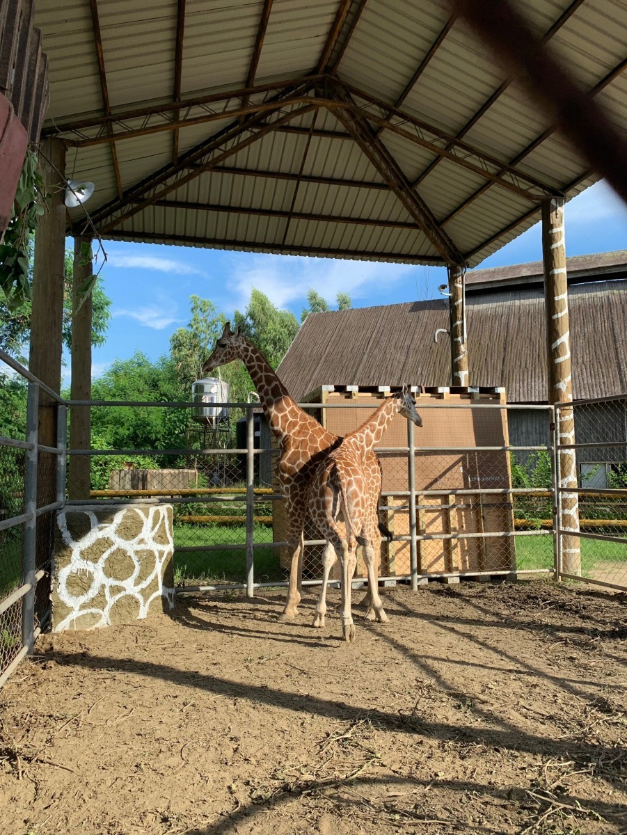 頑皮世界動物園引進一對長頸鹿。圖／頑皮世界動物園提供