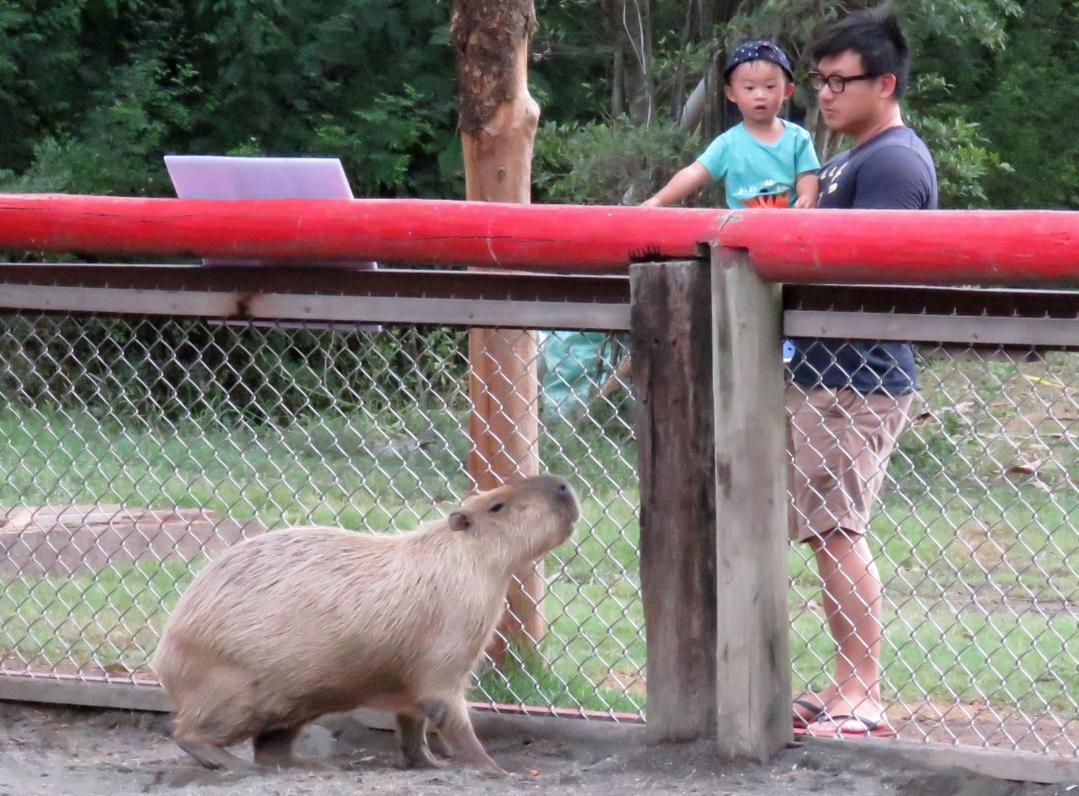 頑皮世界動物園的水豚是高人氣的動物。高維奇／攝