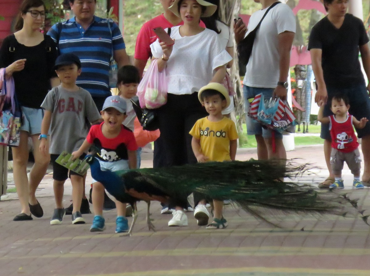 頑皮世界動物園大部分採半開放式觀賞，因此讓遊客與動物們彼此間的距離更靠近。高維奇／攝