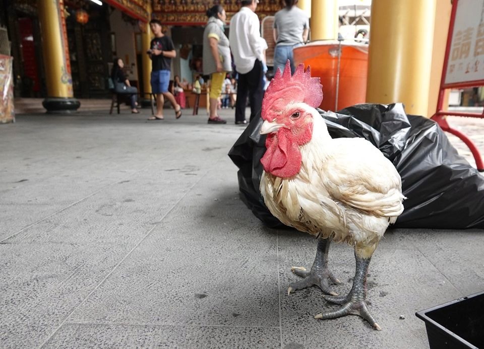 法事完畢後被棄置於宮廟的神明雞神態萎靡不振。圖／陳俊文提供