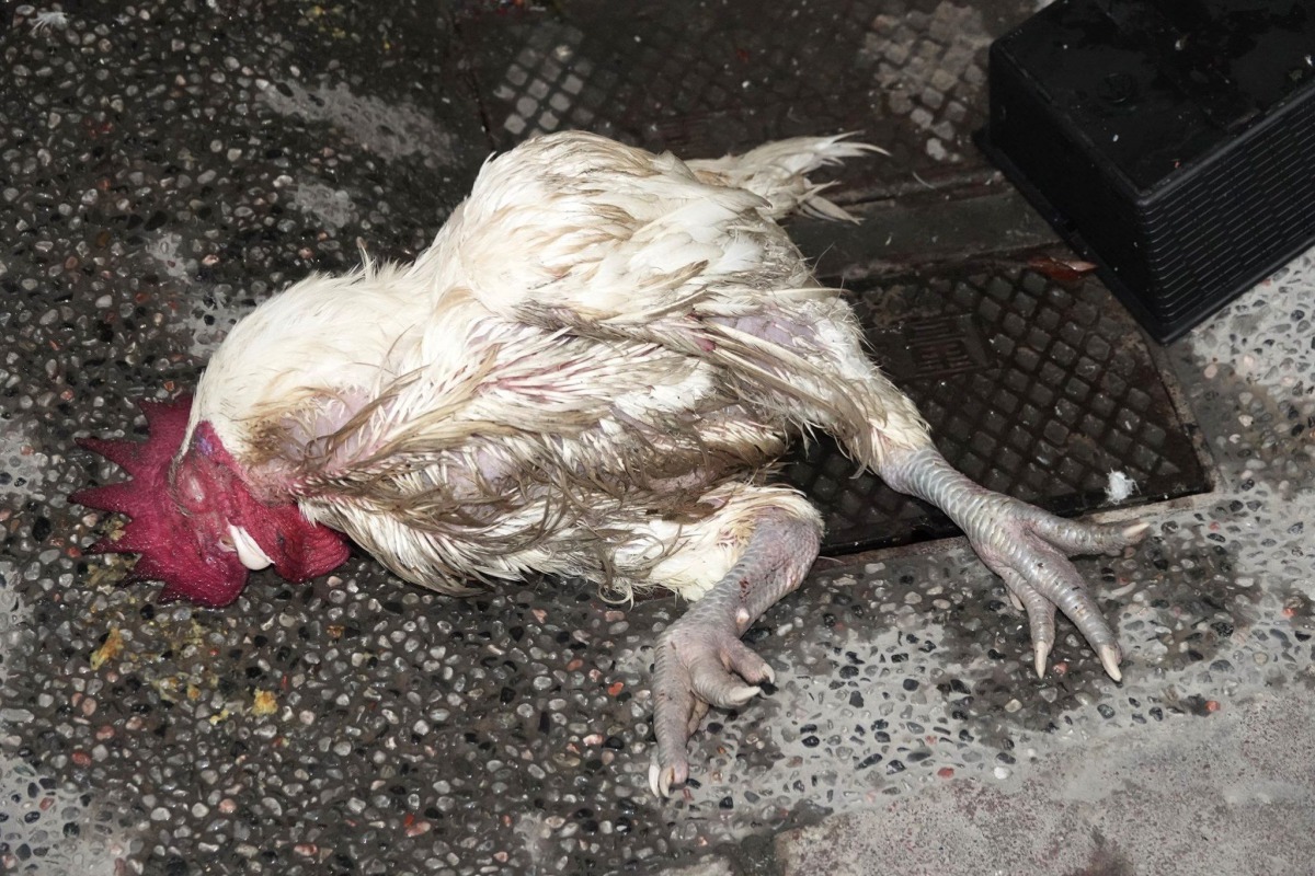 當天下午一場大雨後，廟方人發現神明雞已死。圖／陳俊文提供