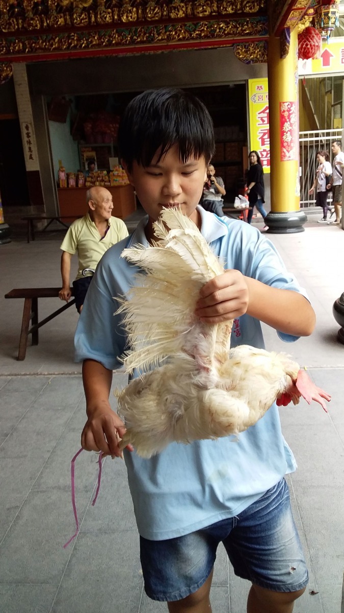 棄之於宮廟的垂死神明雞常讓廟方人員不知所措。圖／陳俊文提供