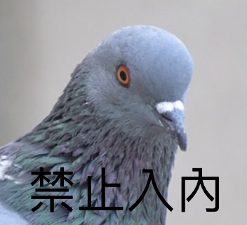 老鼠和鳥群禁止入內。林國維/提供