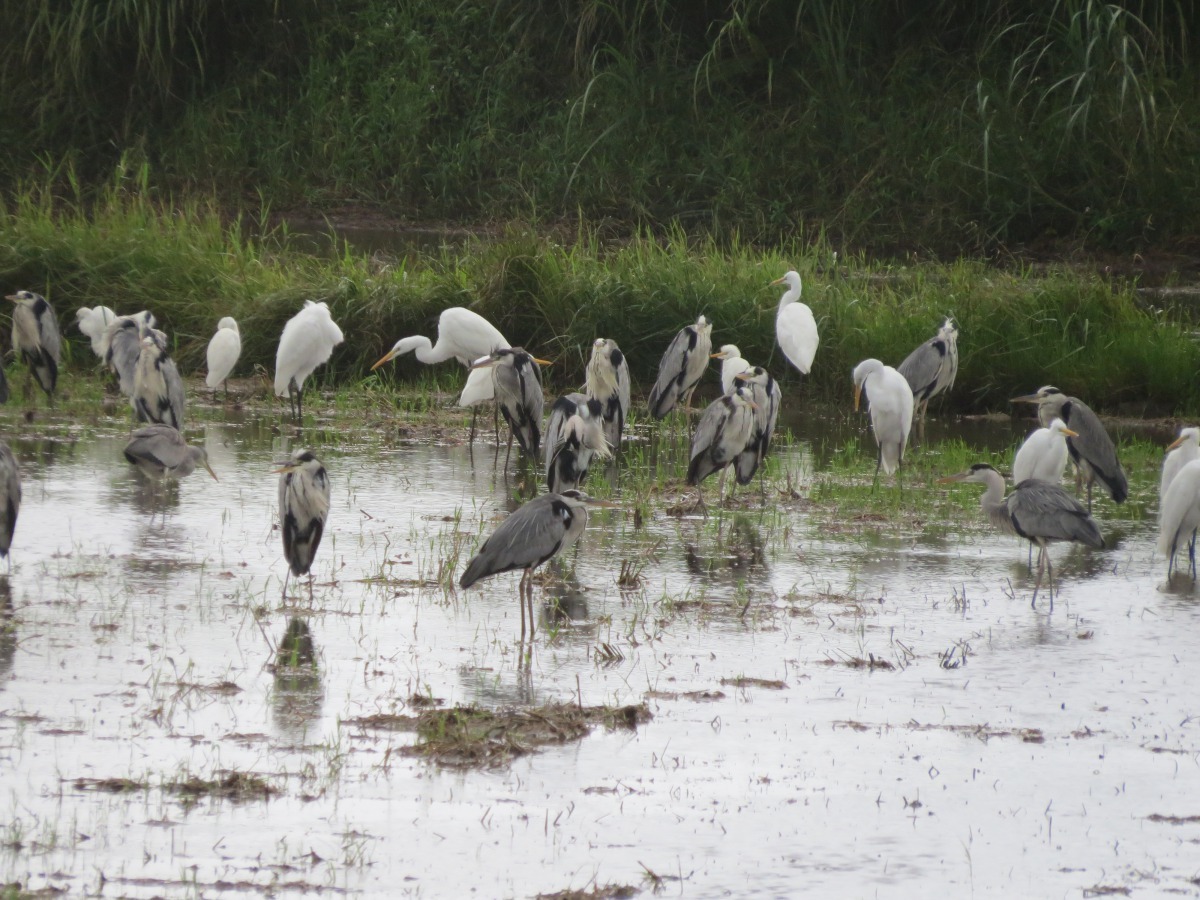 大白鷺和蒼鷺。台北市農業局/提供