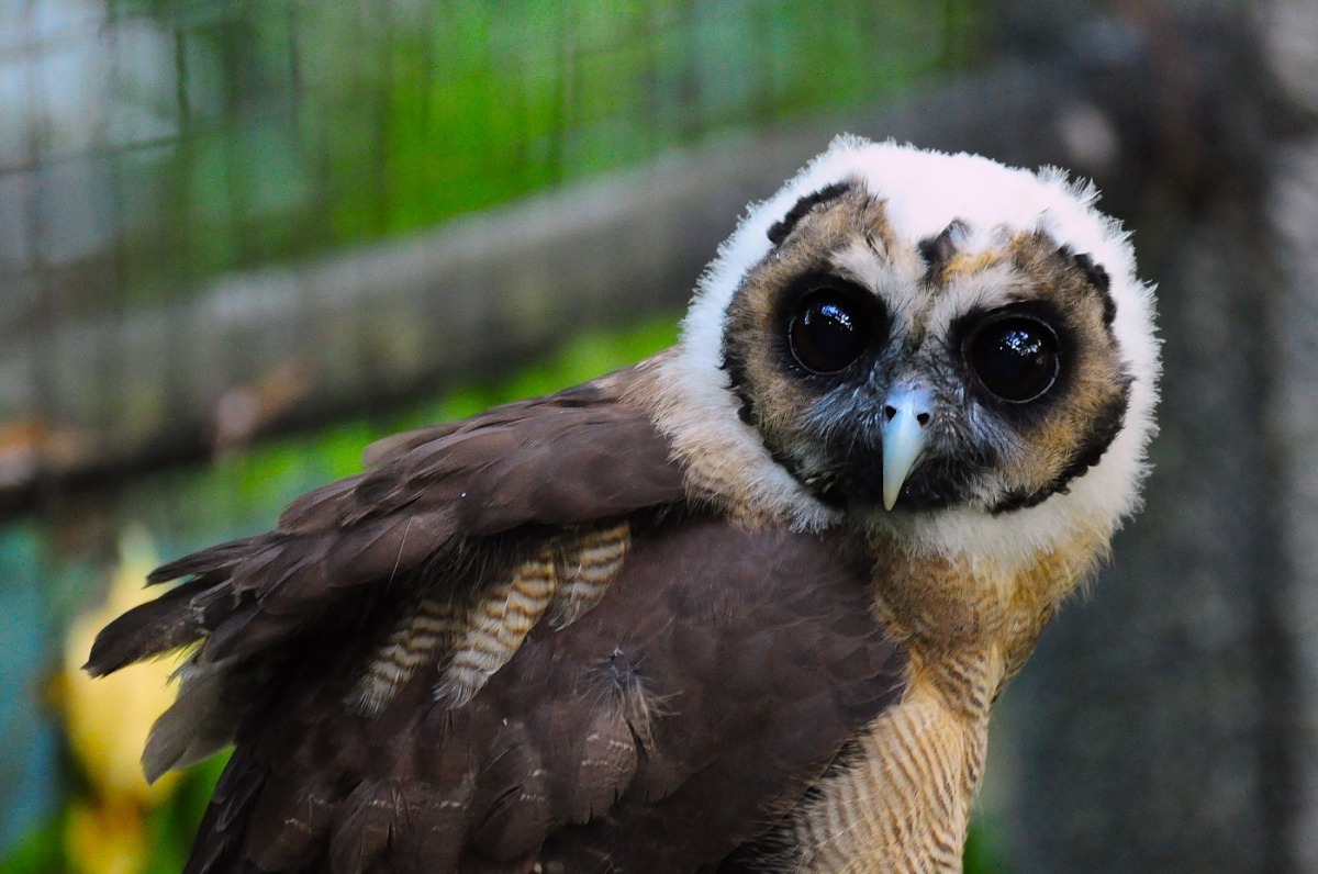 「雪寶」在北市動物園鳥園猛禽區等著和大家見面喔！台北市立動物園/提供