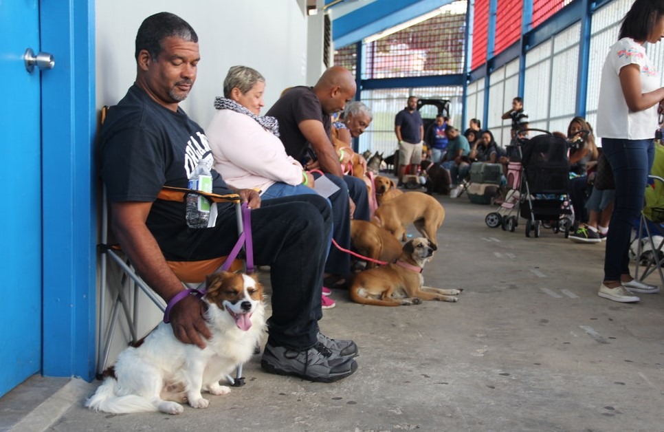 波多黎各民眾非常愛狗,大絕育團隊提供免費的手術和預防注射,大家都願意帶著狗排隊等候。 取自The Sato Project