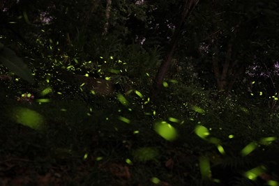 大坑生態園區的螢火蟲美景。台中市政府觀光旅遊局/提供