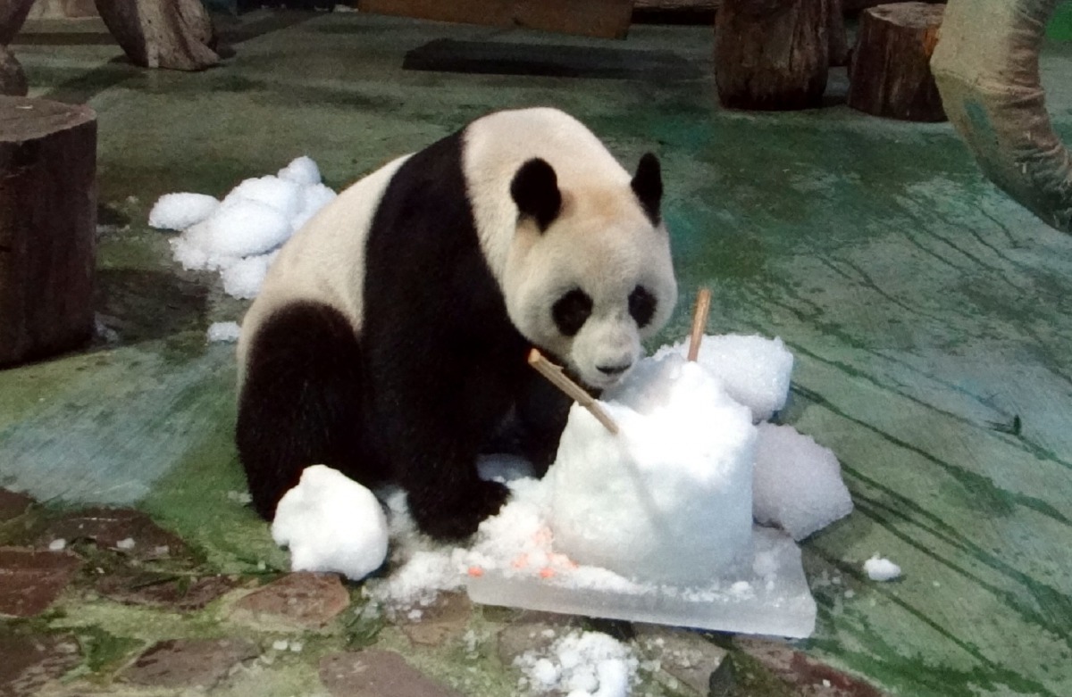 大貓熊「圓圓」抱著水果冰吃得津津有味呢!台北市立動物園/提供