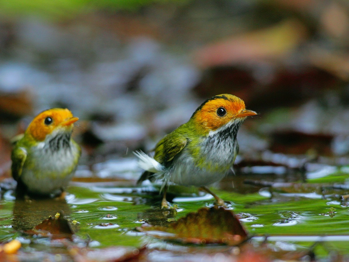 大雪山的棕面鶯。林務局/提供