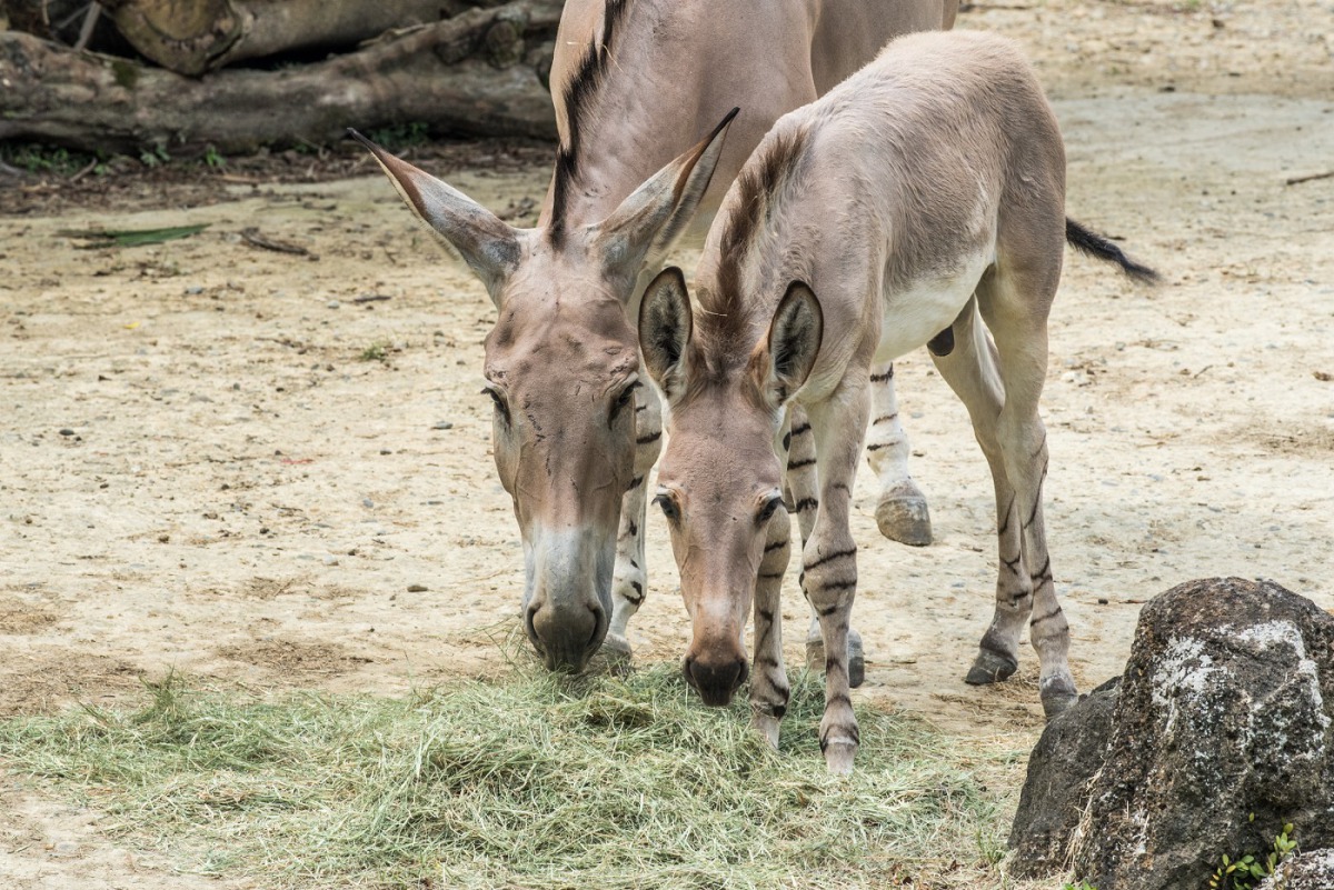 「Daila」屬於冷靜派，不親人也不燥動，「Lancelot」傳承了媽媽的性格，顯得相當淡定。台北市立動物園/提供