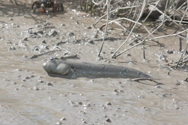 龜殼公園內保有大量彈塗魚，打造親子環境教育園區。台中市建設局/提供