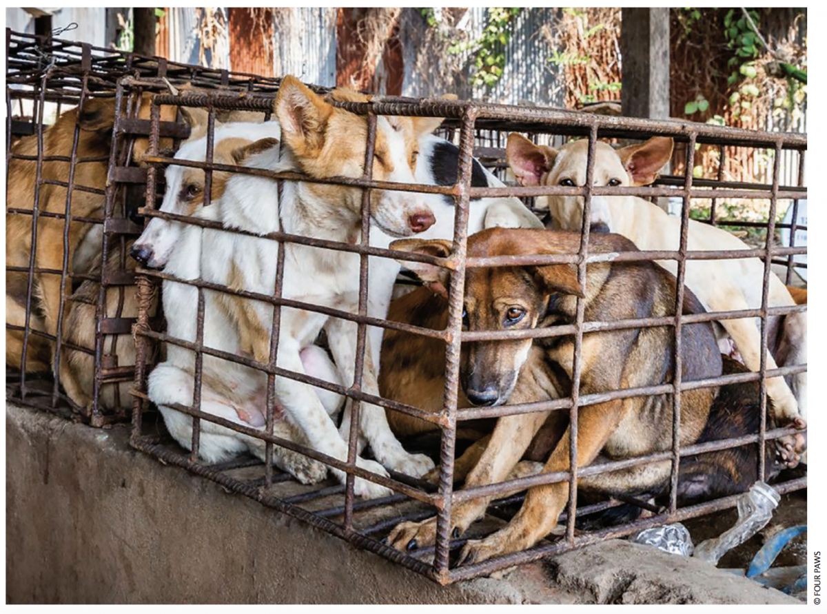 東南亞狗貓肉的來源,主要是從街上和農村社區偷來的家庭寵物或流浪動物。   截取自報告