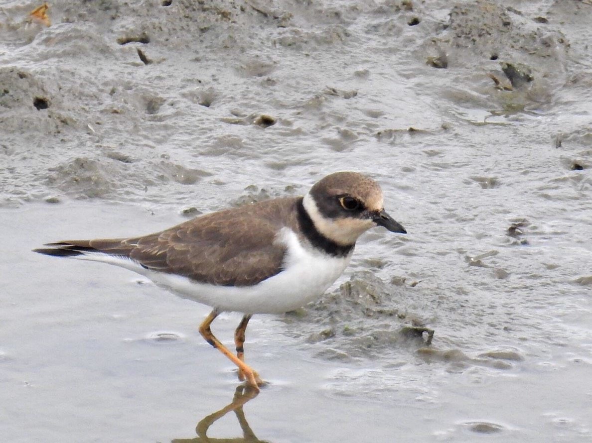 社子島濕地每年可穩定觀察到小環頸鴴。北市水利處/提供
