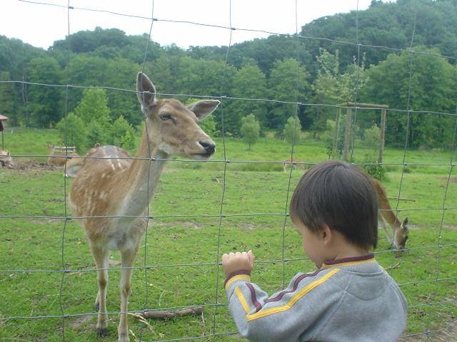 動物扮演的角色，就不僅僅是吃與用，而是人與動物之間精神層次的互動。劉威良/提供