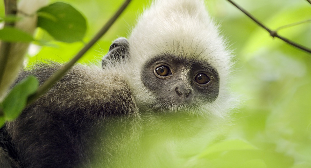 白頭葉猴。甲上娛樂/提供