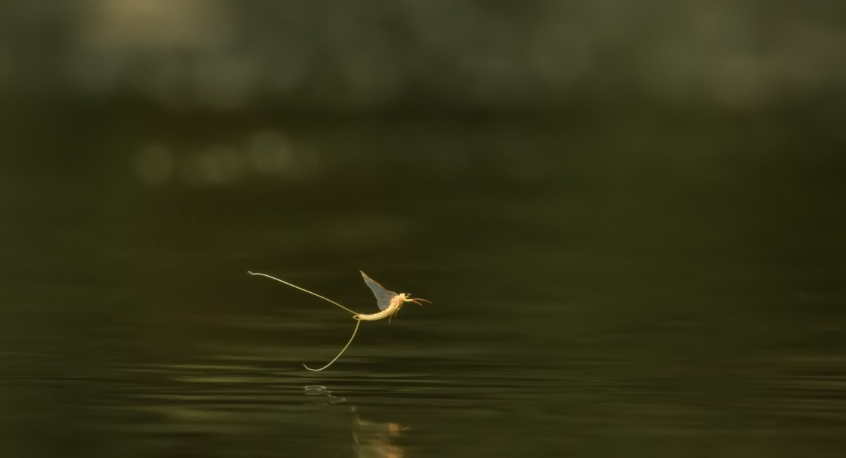 蜉蝣。甲上娛樂/提供