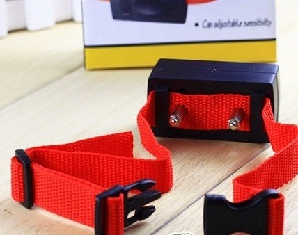 新北市也曾傳出寵物配戴電擊項圈不當行為。台灣動物新聞網資料照片 新北市動保處/提