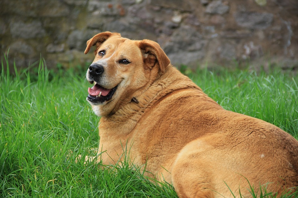 有七成飼主認為只有過重的狗狗才容易患病,顯示飼主對犬心臟病的認知缺乏了解或存在迷思。取自Pixabay