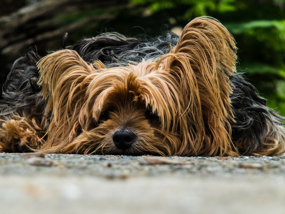 飼主們的一舉一動都有可能造成寵物的壓力。 取自pixabay