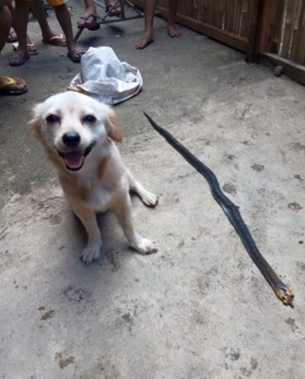 近日,菲律賓塔克洛班市(Tacloban)一隻叫做莫安納(Moana)毛孩為了護主,打鬥中遭毒蛇咬傷,但卻不治身亡。來源: GMANews