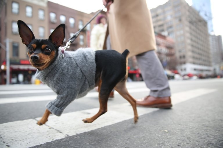 毛孩需要跟人一樣穿衣服禦寒嗎? 根據美國紐約動物醫療中心(Animal Medical Center)主治醫生Goldstein博士的回答，答案是大部份的狗是不需要的。來源:The New York Times