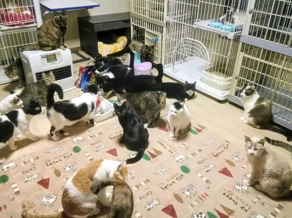 近期日本有越來越多動物囤積的個案 圖片來源／產經新聞