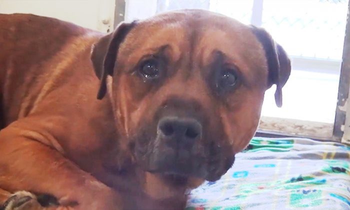 去年一張狗狗流淚的圖片，讓網友瘋狂轉傳 圖片來源／Saving Carson Shelter Dogs