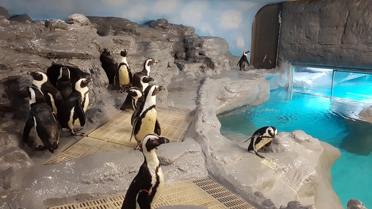 動物園裡的黑腳企鵝可以選擇待在全天候空調的室內，或是到戶外享受日光浴。台北市立動物園/提供