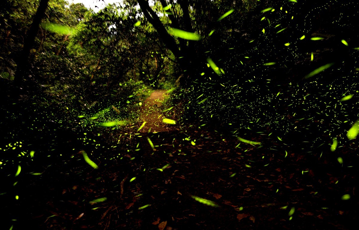 國立臺灣海洋大學螢火蟲季系列活動迄今已18年，每年春季4-5月螢火蟲繁殖期間，辦理螢火蟲季系列解說導覽活動，邀請民眾共同來賞螢。國立臺灣海洋大學/提供