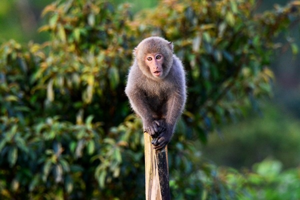 「只可遠看，不能褻玩焉」，就可避免影響牠們的習性。佛光大學/提供
