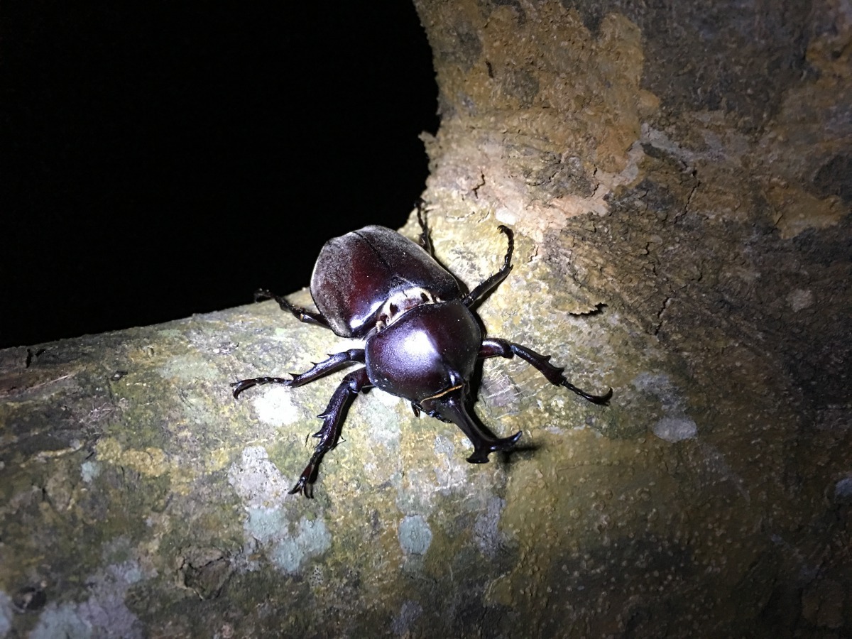 松園別館園區內不僅白晝漫步於林蔭的好去處,夜間自然生態也相當豐富多樣。張峻豪/翻攝