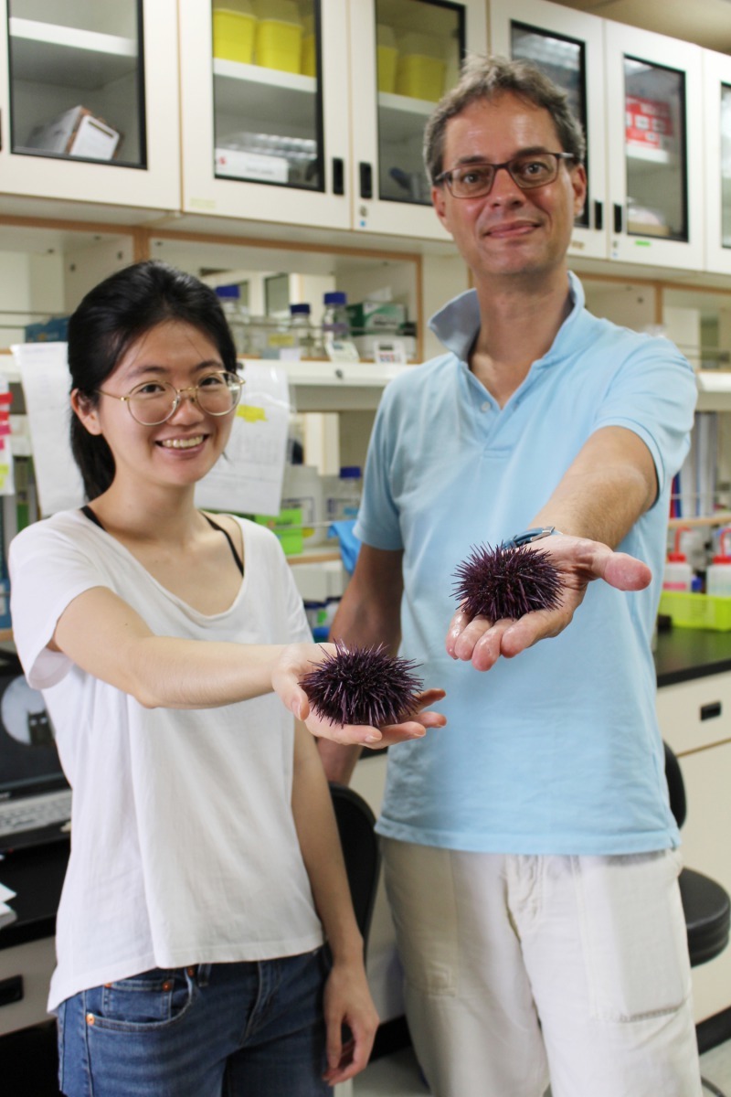 傅崇安教授(圖右)曾與研究助理劉美辰(圖左)至新竹香山溼地採集「海豆芽」佐證紫海膽的研究。長庚大學/提供