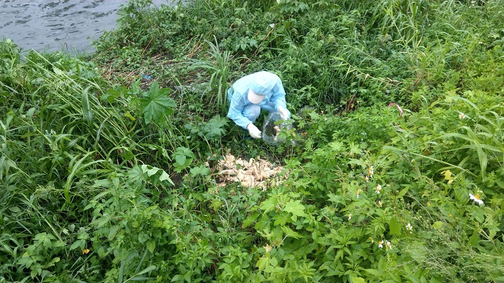 屏東縣竹田鄉一處溪邊被棄置60多隻死鴨。屏東縣政府/提供