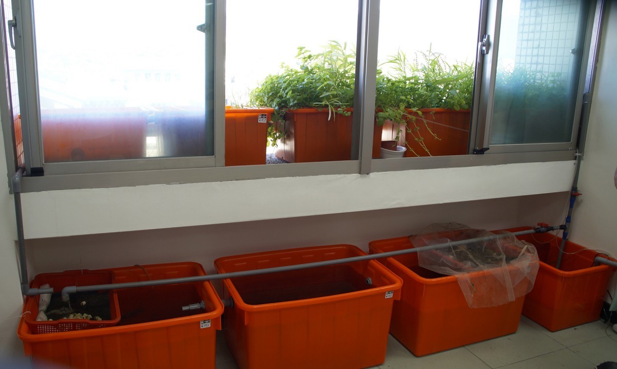 魚菜共生系統的特色在於環保、廢物再利用、無毒安心健康。聖約翰科技大學/提供