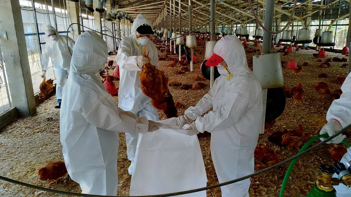 屏東縣動物防疫所前往撲殺8,948隻鹿野土雞,並督導業者完成場區清潔及消毒工作。屏東縣政府/提供