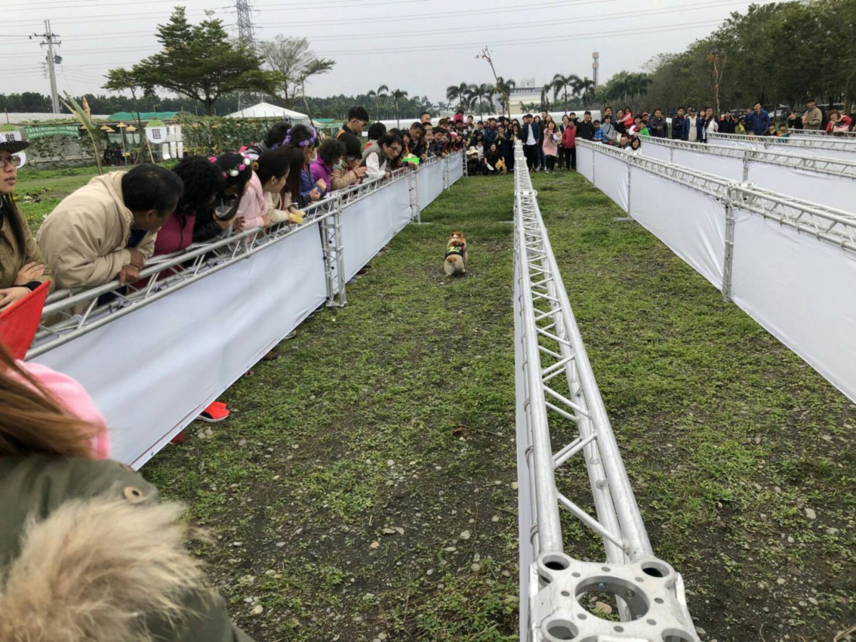 狗狗賽跑活動，飼主和寵物開心HIGH翻天。屏東縣政府/提供