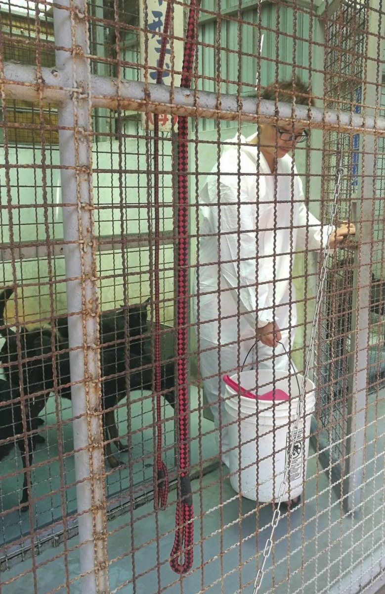 林奕瑄同學正在餵食流浪犬，希望集結更多的人關注並給予牠們協助，讓這份愛能一直延續下去。聖約翰科技大學/提供