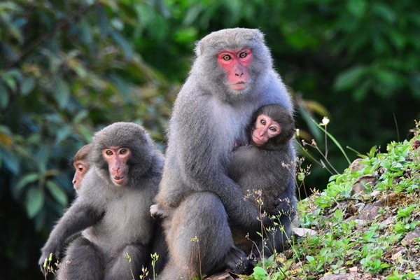 佛大校長楊朝祥認為，佛大校內的猴子總是「慈眉善目」。佛光大學/提供